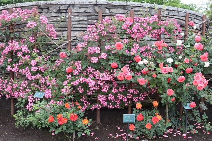 満開のつるバラ(過去の様子)
