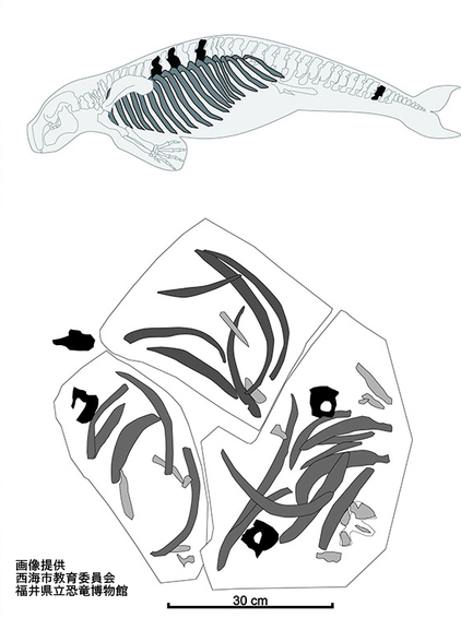 西海市カイギュウ化石説明図