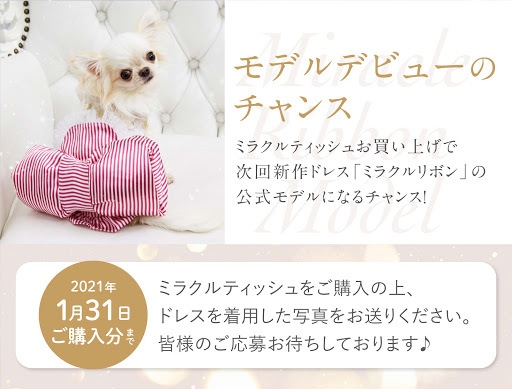ドレスのモデル犬を大募集中!