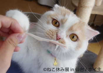 仙台初上陸！SNSフォロワー数300万人超の猫クリエイター大集結　 「ねこ休み展 in 仙台」3/20～開催！初公開動画や限定グッズ多数