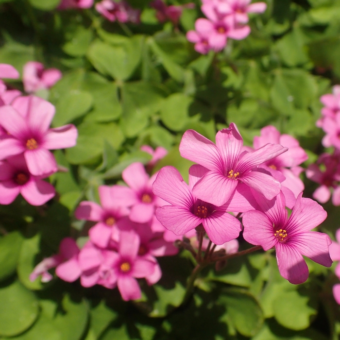 春の草花を見ることができます