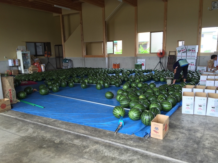 ずっしりと重くて甘いスイカが並ぶ出荷風景