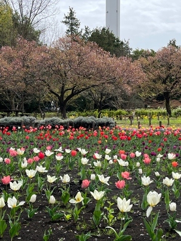 花の丘