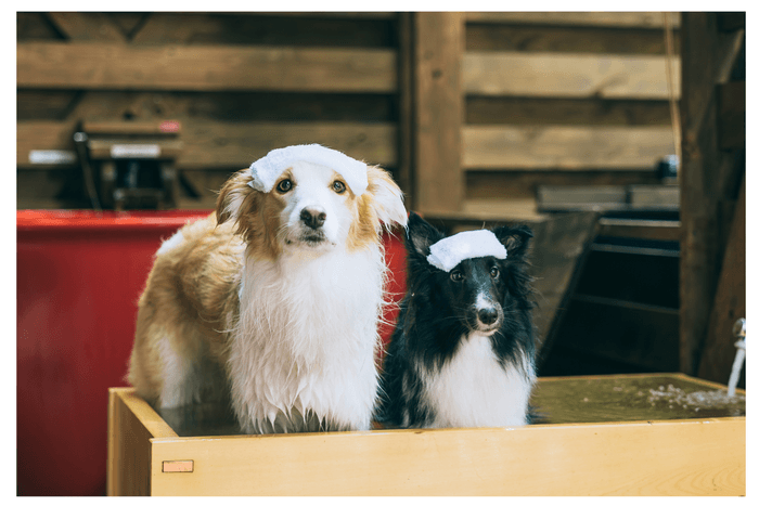 わんちゃん露天風呂