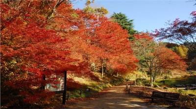 六甲高山植物園 一足早く「紅葉」が見頃！ 夜間開園イベント 「ひかりの森～夜の芸術散歩～」も開催中