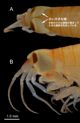 図2. オオメダマヨコエビの頭部(固定標本) A. 背面：巨大な左右の眼が背部で接している B. 側面：眼が頭部ほとんどを覆っている 出版社の許可を得て、当該論文から転載