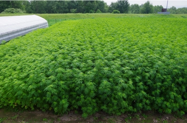 厚労省の「大麻等の薬物対策のあり方検討会」に対し、 北海道ヘンプ協会が緊急声明を発表
