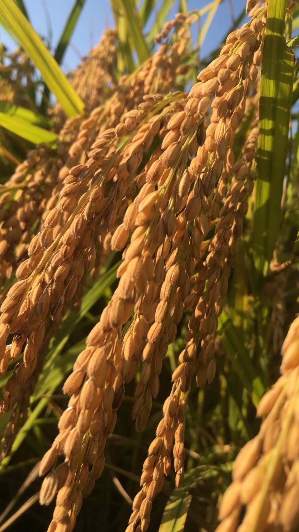 収穫前の黄金色の稲穂