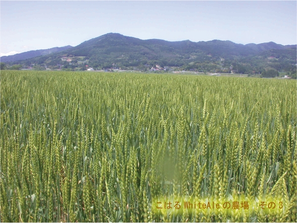 夏の大麦畑(岩手県一関市)