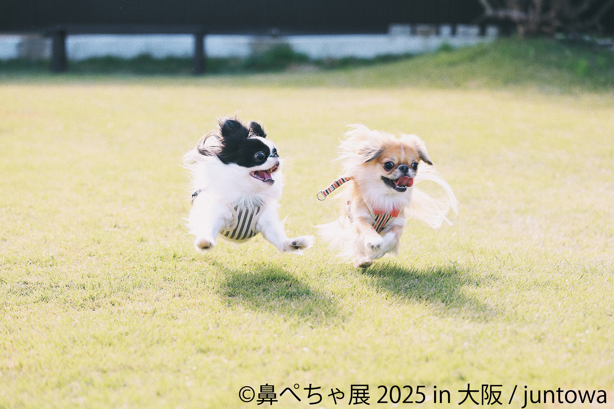 鼻ぺちゃ展 展示作品:juntowa