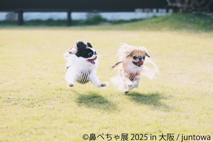 鼻ぺちゃ展 展示作品:juntowa