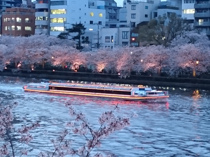 時間により、夜桜もご覧いただけます。