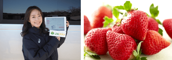 福岡県産JAふくおか八女 博多あまおう