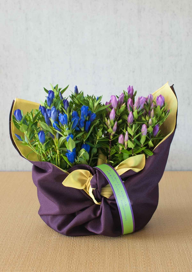 リンドウ《ブルー&ピンク》2鉢包み合わせ商品写真