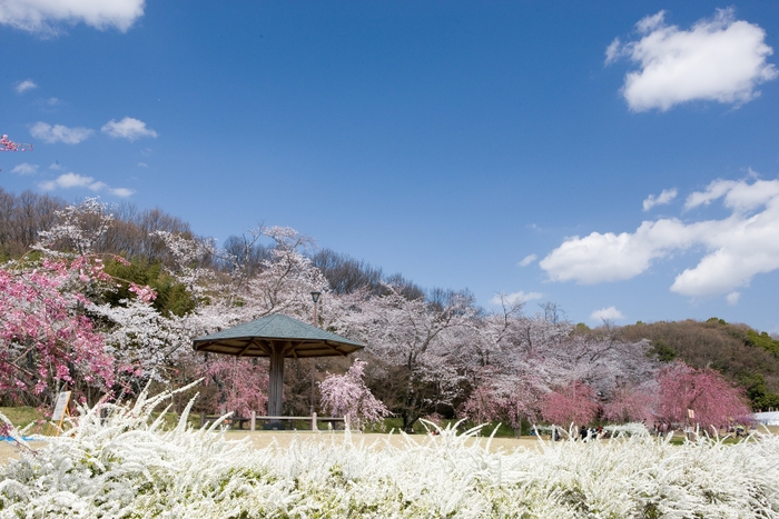 水源桜まつり(2)