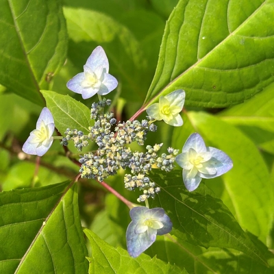 深山八重紫