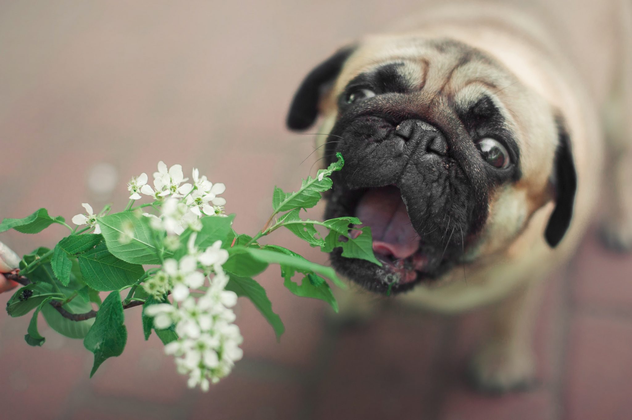 なぜ犬は草を食べてしまうのか その理由とは Newscast