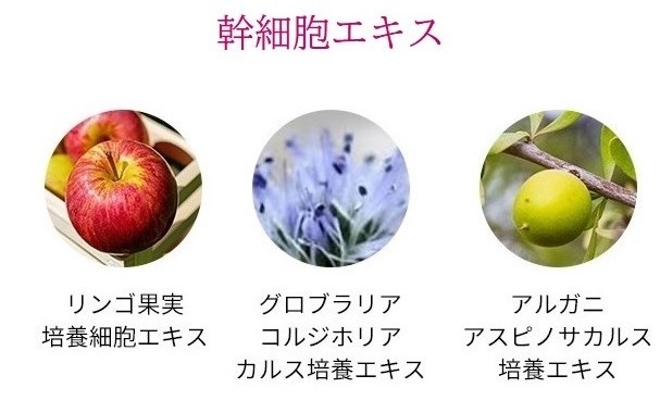 商品特徴【こだわりの美容成分】植物幹細胞エキス