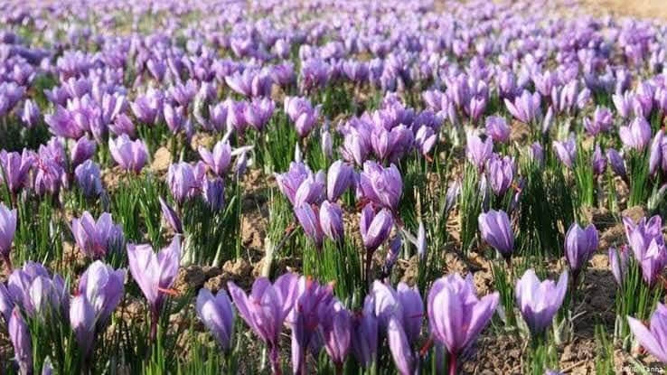 アフガニスタン現地でのサフラン栽培