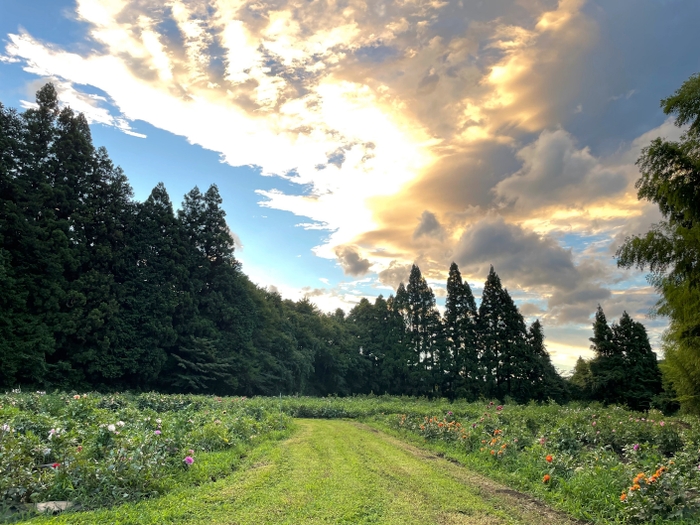 摘み取り園風景2