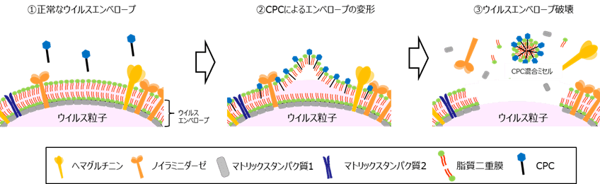 図３　CPCによるインフルエンザウイルスの不活化