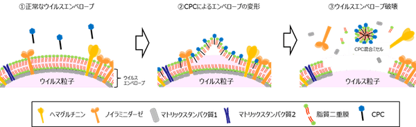 図3 CPCによるインフルエンザウイルスの不活化