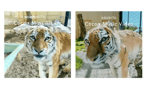 （左）ココアミニアルバム（全5曲収録）¥1,650 税込　（右）ココアミュージックビデオ（全3曲収録）¥1,980 税込
