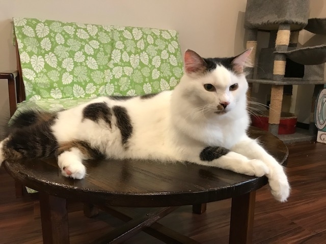 保護猫かふぇリアン　4