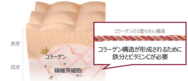 イメージ図　美しい肌のコラーゲン産生に必要な鉄分とビタミンC