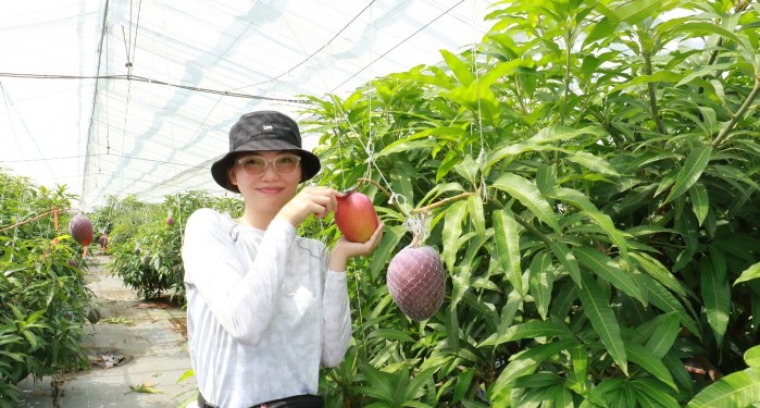 夏の贅沢!「近大マンゴー」を阪神百貨店などで限定販売 和歌山・大阪・奈良で味わえる至高のマンゴースイーツ