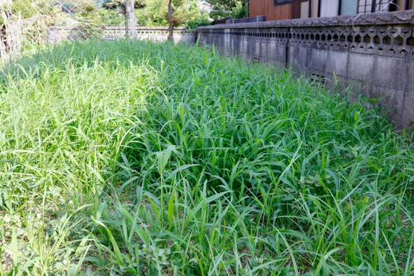 8/18より板橋の造園会社が 「e-庭 サマーカットキャンペーン」開始　 ～雑草対策から植木の剪定まで 夏の庭の困りごとを気軽に解決してほしい～