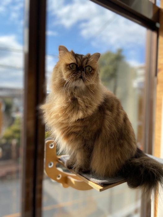 お泊り猫の様子(4)