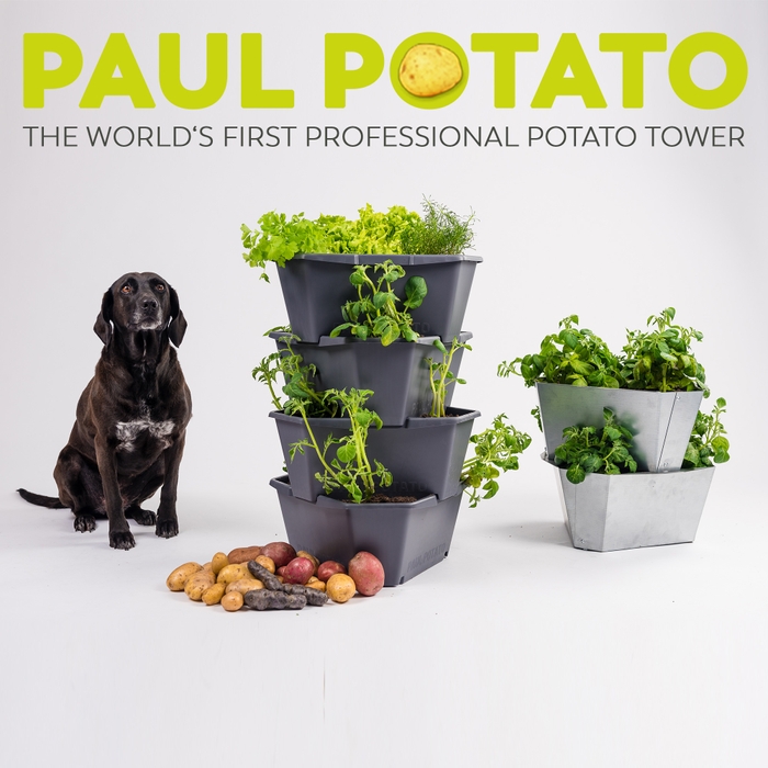 PAUL POTATO トップバナー