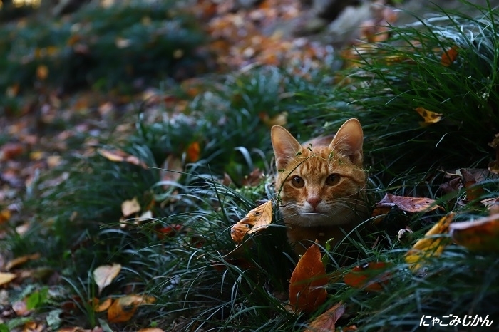 きょーこ♪&のぼー「にゃごみじかん」