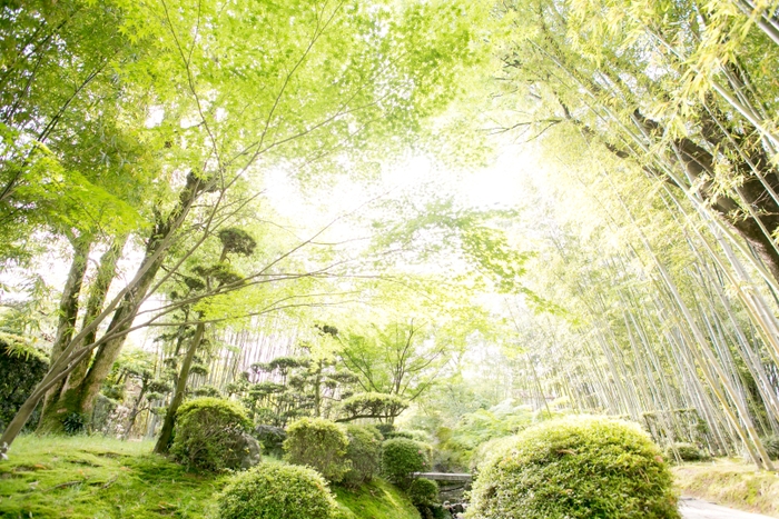 庭園内竹林