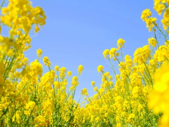 元気です鴨川。ふっこう割で今ならお得！春の花いっぱいの「癒し旅」へ＜ホテルグリーンプラザ鴨川＞