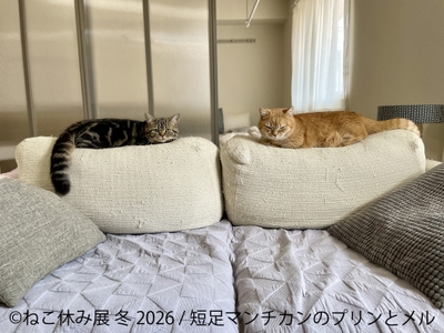展示作品:短足マンチカンのプリンとメル