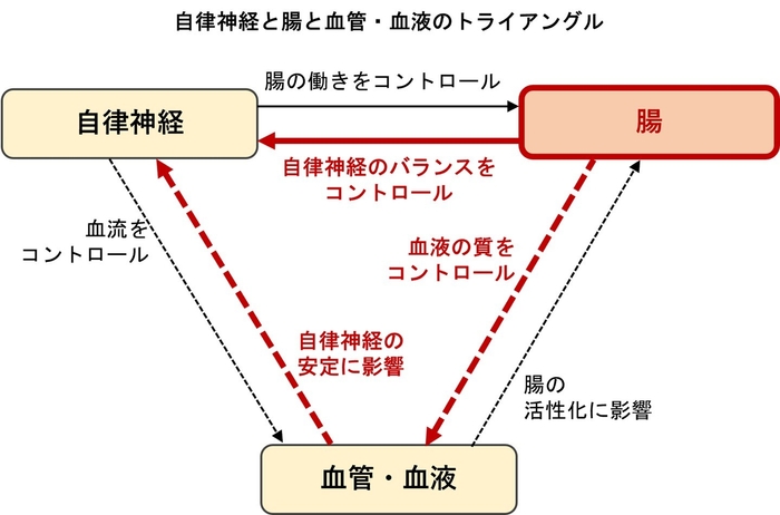 自律神経と腸は相互に影響　自律神経の乱れには腸からのアプローチが有効