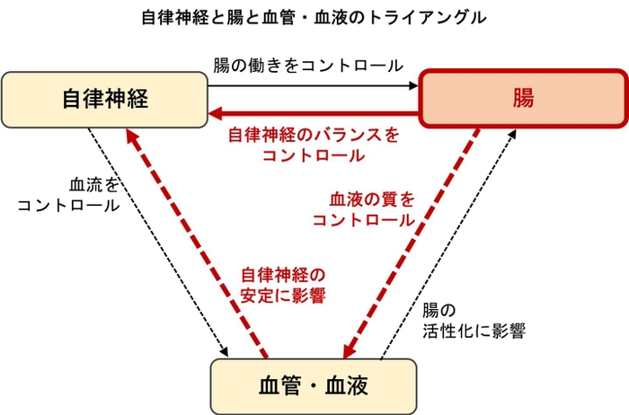 自律神経と腸は相互に影響　自律神経の乱れには腸からのアプローチが有効