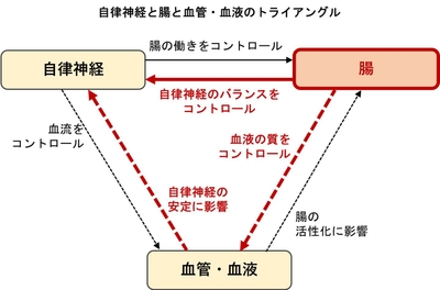 自律神経と腸は相互に影響 自律神経の乱れには腸からのアプローチが有効