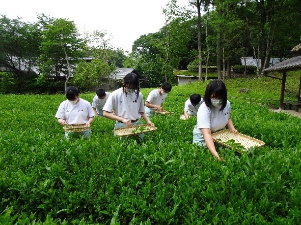 加茂農林高校生徒による茶摘み体験