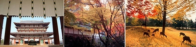 左から)▲薬師寺(金堂) ▲正暦寺(しょうりゃくじ)と紅葉 ▲奈良公園の鹿と紅葉「写真提供(すべて):一般財団法人奈良県ビジターズビューロー」