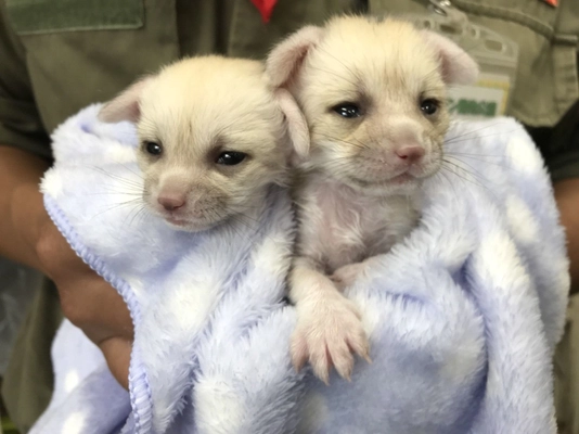 伊豆シャボテン動物公園、フェネックの双子の赤ちゃん 『ベガ』『アル』群れ入りに向けた“顔合わせ”訓練開始！ 2018年10月末頃まで約4ヶ月間、毎日13時から実施予定