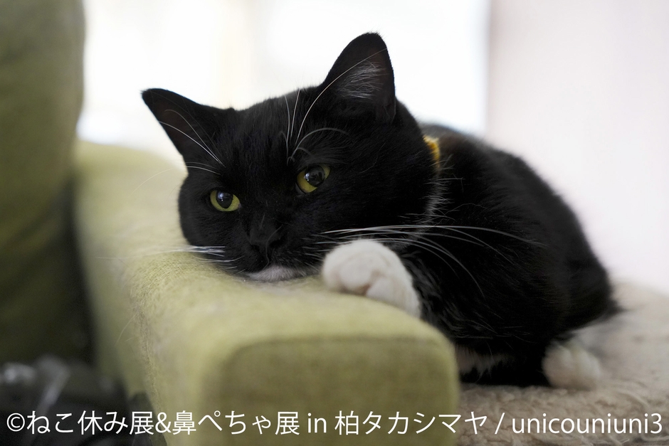 ねこ休み展　展示作品：unicouniuni3