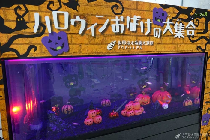 たくさんのジャックオーランタンで装飾した水槽内には、まるでハロウィンのおばけのような魚たちが泳ぎます。