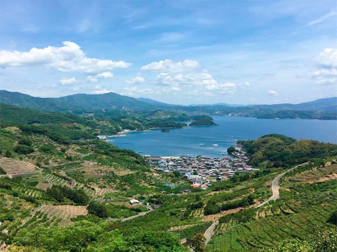 青空に映える宇和島市の栽培地