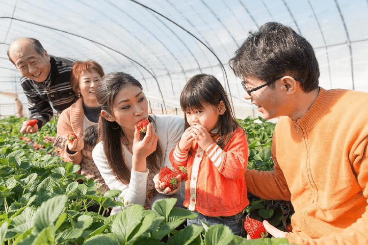 農業六次産業化のトップランナーである深作農園のいちご狩り