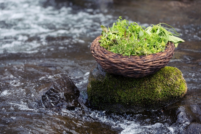 【ブレストンコート ユカワタン】春の山菜