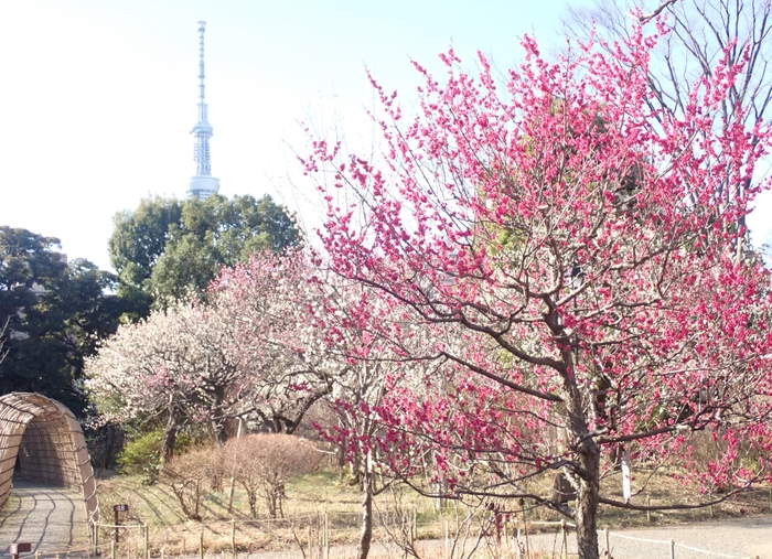 昨年の梅開花期の園内の様子