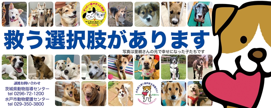 車内窓データ白